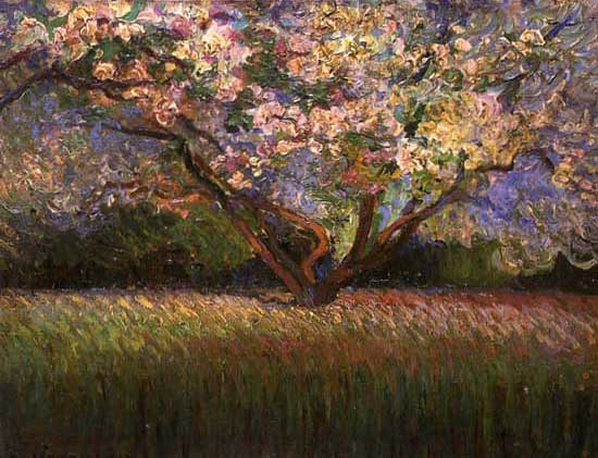 Pommiers en fleurs dans les blés